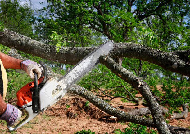 Large Tree Removal in Woodland Hills, UT